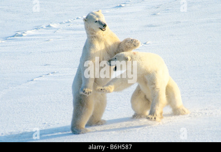 Two young polar bears play-fighting near Churchill, Manitoba, Canada, before returning to the ice fields Stock Photo