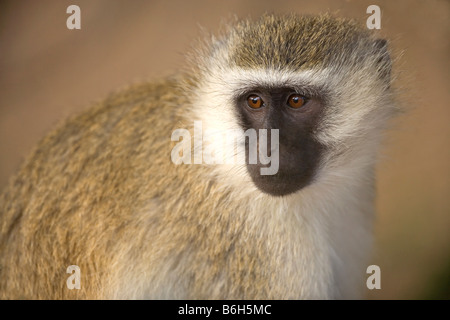 Black faced vervet monkey, Maasai Mara National Park, Kenya Stock Photo