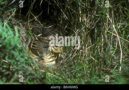 Tree Pipit brooding young in nest Stock Photo