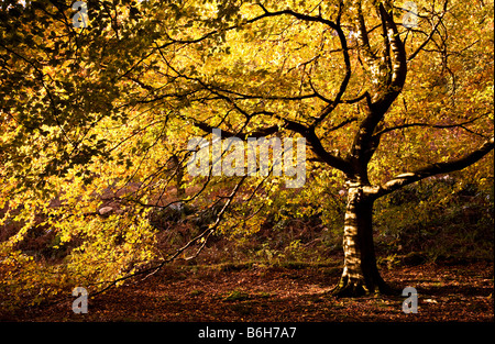 Sunlight filters through the autumn leaves of a tree in woodland England UK Stock Photo