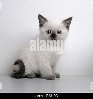 PORTRAIT OF A WHITE CUTE KITTEN Stock Photo