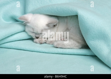 SLEEPING KITTEN UNDER A BLUE BLANKET Stock Photo