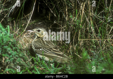 Tree Pipit at nest Stock Photo