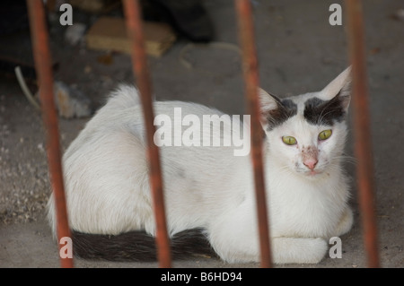 White street cat behind bars Stock Photo