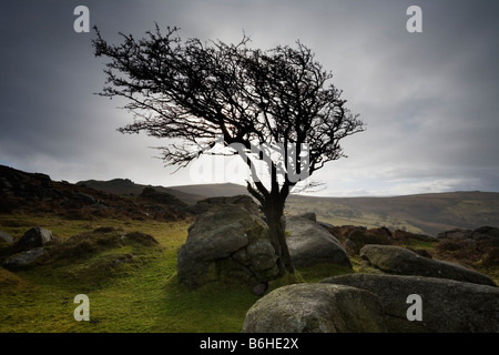 Hawthorn Tree on Saddle Tor Dartmoor National Park Devon England UK Stock Photo