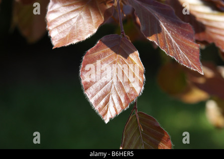 Copper beech leaves Stock Photo - Alamy