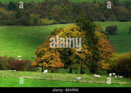 Autumn in the Ardennes, Belgium Stock Photo: 89902205 - Alamy