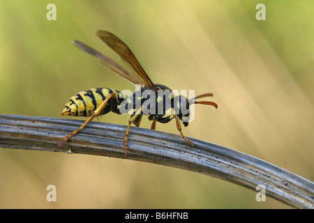 Polistes dominulus - European paper wasp Stock Photo