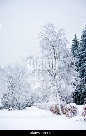 frozen forest in winter ardennes belgium Stock Photo