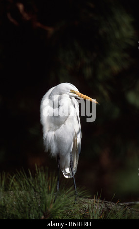 Great Egret (Ardea alba) perched in pine tree Stock Photo