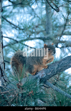 Eastern Fox Squirrel (Sciurus niger) on Ponderosa pine tree in winter, Colorado US Stock Photo