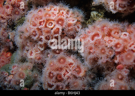 Colony of Strawberry anemone or club-tipped anemone (Corynactis californica) on artificial reef, California, USA. Stock Photo
