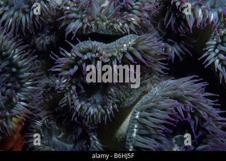 Colony of Aggregating anemone or clonal anemone (Anthopleura elegantissima) on artificial reef formed by Oil Platform Grace. Stock Photo