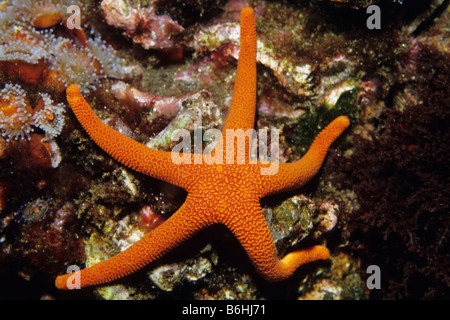 Blood Star (Henricia leviuscula) on reef at Santa Cruz Island, California Channel Islands National Park. Stock Photo