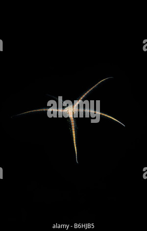 Spiny Brittle Star (Ophiothrix spiculata) falling underwater at Anacapa Island, California Channel Islands National Park. Stock Photo