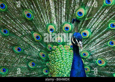 beautiful male indian peacock showing its feathers Pavo cristatus Stock Photo