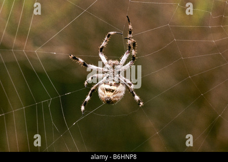 Spider weaving web Stock Photo