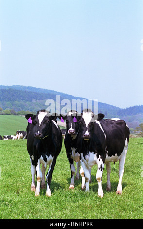 Holstein heifers in field, Ludlow, Shropshire, England Stock Photo