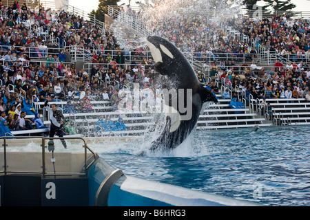 Orca or killer whale performance at Seaworld Mission Bay San Diego Stock Photo