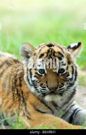 cute siberian tiger cub Tiger Panthera tigris altaica Stock Photo