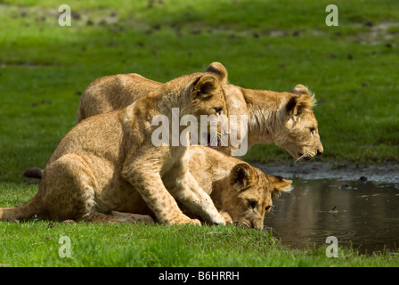 lion cubs going for a drink Stock Photo