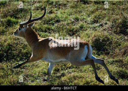 Aerial view of Red Lechwe running Kobus leche in the Okavango Delta Botswana Stock Photo