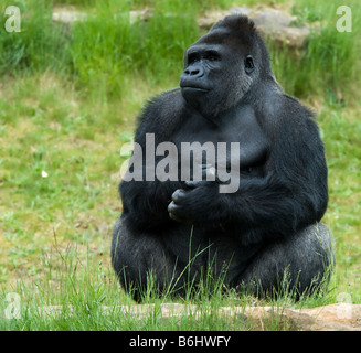 close up of a big male gorilla Stock Photo