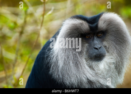 closeup of a Lion tailed Macaque Macaca silenus Stock Photo