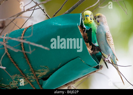 Budgerigars perching outisde of a man-made nest made from a coconut attached to a tree on Thulhagiri Island in The Maldives Stock Photo