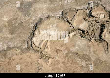 Salt flats in Camargue, France. Stock Photo