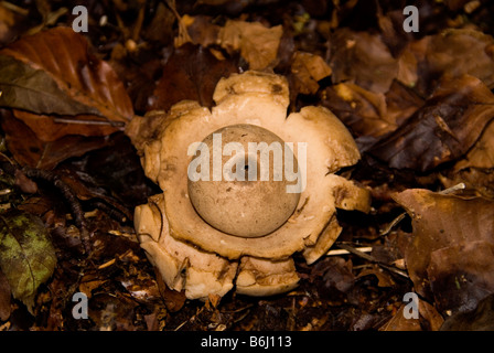 Collared Earthstar Geastrum triplex (Geastraceae) Growing in Blackcliff woods Monmouthshire Stock Photo