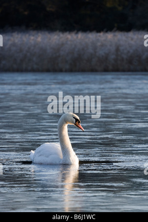 Mute swan in totally frozen over lake. Frensham Little Pond, UK Stock Photo