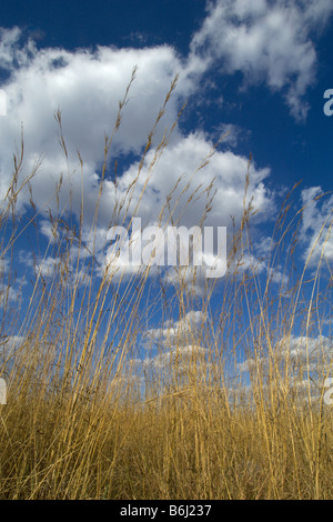 Grass red grass Themeda triandra African grass tall yellow grass blue sky white clouds African scene African landscape African g Stock Photo