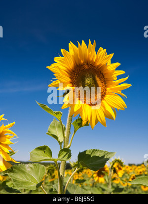 Sunflower against a blue sky in southwest France Europe Stock Photo