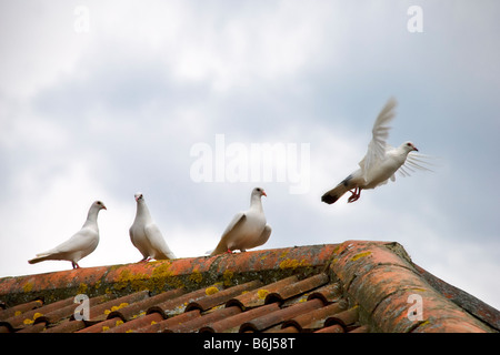 4 white doves, 3 standing on a tiled roof and 1 just taking off in flight Stock Photo