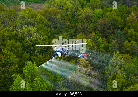 Low flying helicopter sprays chemical pesticide over tree farm forest. Stock Photo