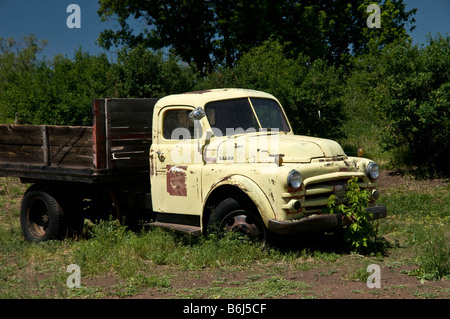 Old faded yellow Dodge pick up truck sitting in field Stock Photo