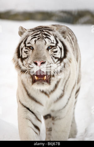 White tiger portrait Novosibirsk ZOO Stock Photo