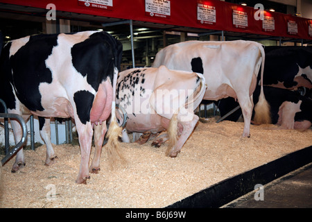 Three Cows at Livestock Farm with Holstein Milk Cows in Farmers Barn Stock Photo