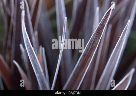 frosted or frozen red star cordyline australis Stock Photo