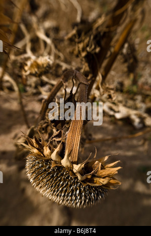 A late season dried up sunflower droops down, allowing the large seeds to drop to the ground Stock Photo