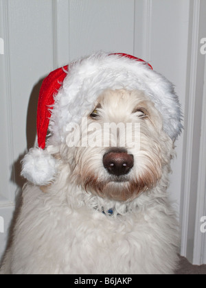 Labradoodle dressed for Christmas Stock Photo