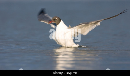 A laughing gull takes a bath in the Gulf of Mexico at Fort DeSoto Park, St. Petersburg, Florida. Stock Photo