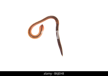 1 one big earthworm WORM wurm regenwurm on white background cutout cut out earth ground many garden bait disgusting slippery Bir Stock Photo