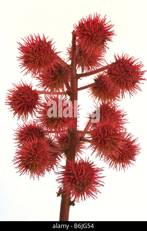 Ricin fruits Ricinus communis Castor oil Stock Photo - Alamy