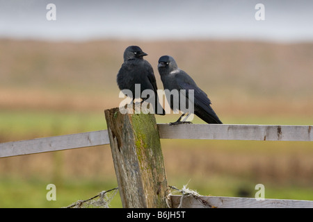 Jackdaws Corvus monedula perched on fence post Stock Photo