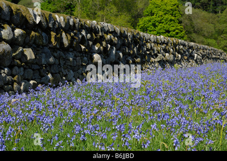 Bluebells along drystone wall Stock Photo