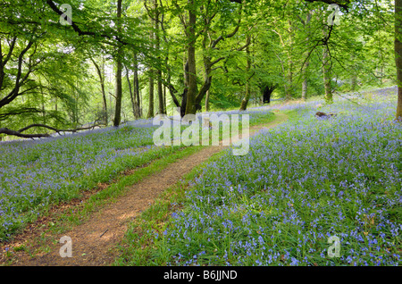 Bluebells in Carstramon Wood, Dumfries & Galloway, Scotland Stock Photo