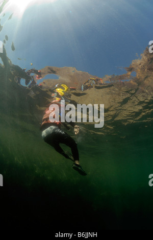 Coasteering St Non's Bay Pembrokeshire Wales UK Europe Stock Photo