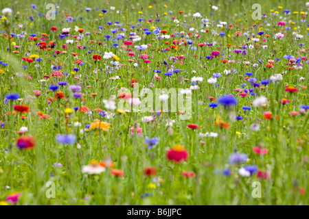 Bleuet (Bluet) (Centaurea cyanus) (cornflower, bachelor's button